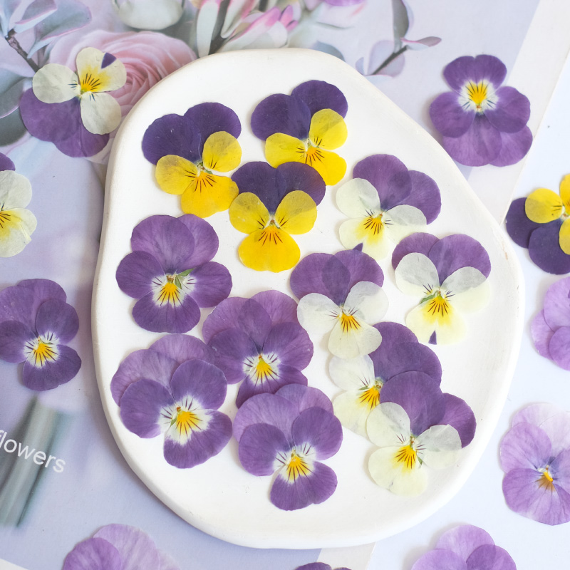 12pcs,nature Pansy Dried Flowe - Photo Beauty Makeup recension och pris